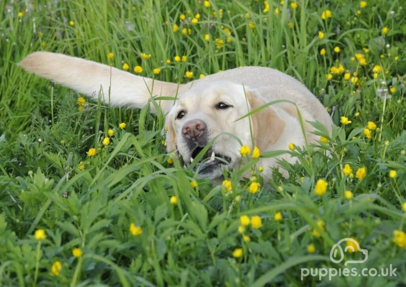 Why Do Dogs Eat Grass? 6 Common Reasons