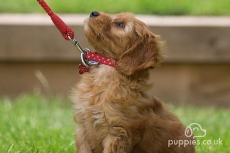 When Can Puppies Go Outside? First Puppy Walk