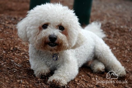 25 Great Dog Quotes with Instagram Post Images: Funny, Sad, Inspirational &amp; Loyalty