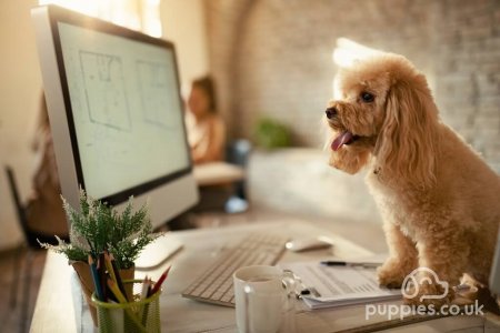 5 ways an office dog could be the key to relieving stress