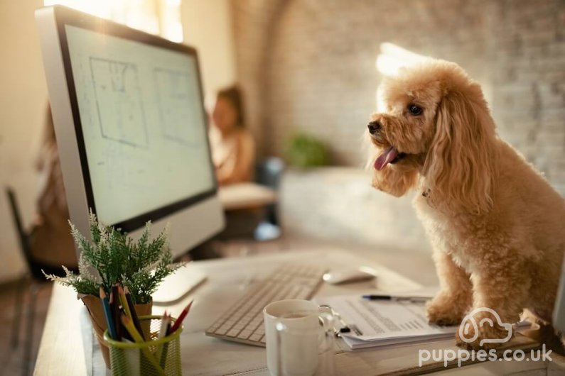5 ways an office dog could be the key to relieving stress