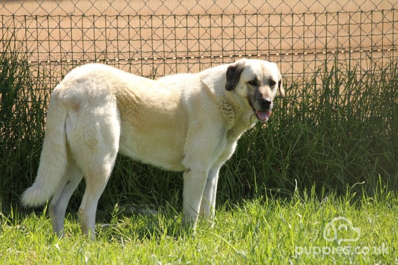 Meet the 10 Biggest Dog Breeds In The World