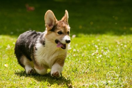 Puppy Love: The 25 Cutest Dog Breeds In The World