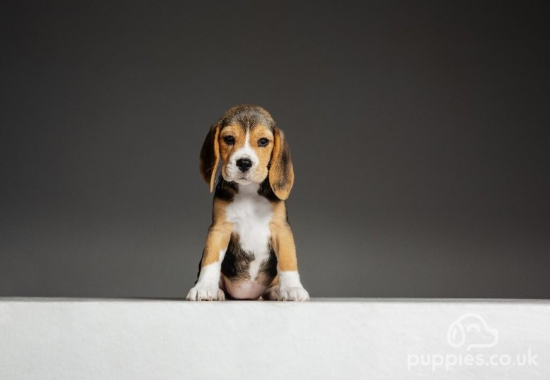 5 Things to Buy When You First Get a Pup!
