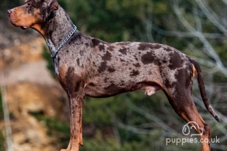 15 Rarest Dog Breeds To Own