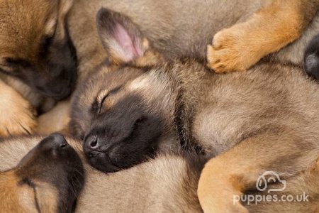 What To Buy For A New Puppy? - Puppy Essentials Checklist