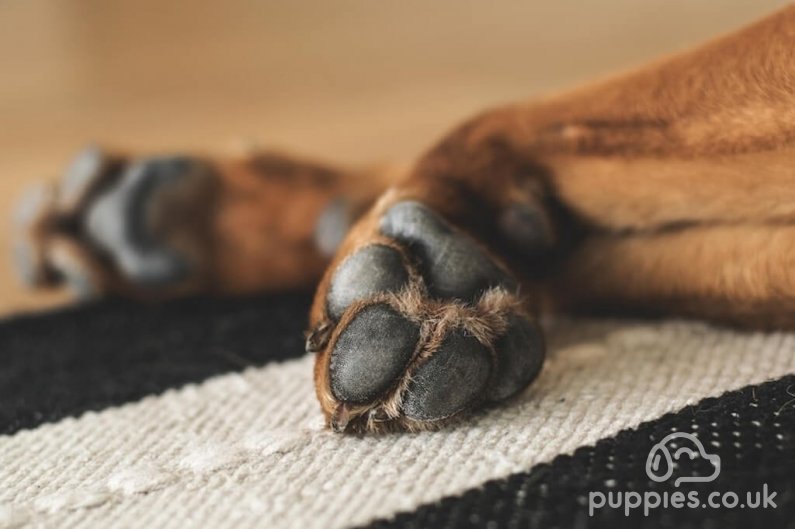 How to Deal with Your Dog’s Paw Infections