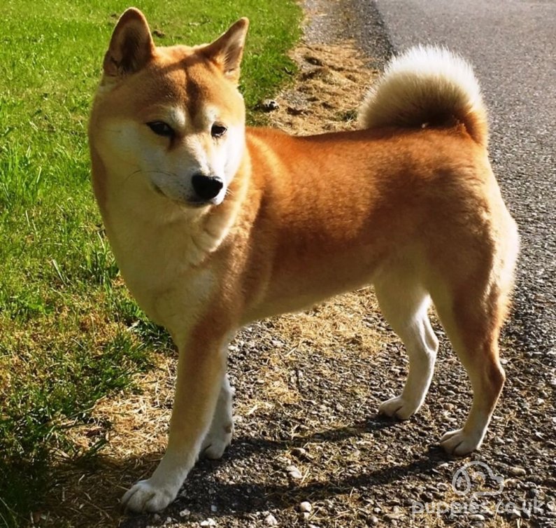 10 Japanese Dog Breeds to Fall in Love With