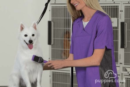Fleas on Puppies? Need to Know for Dogs &amp; Blood-sucking Pests