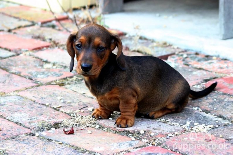 8 Curious Facts About Dachshunds | Sausage Dog Facts