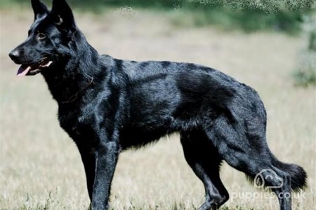 What Makes A Black German Shepherd Unique?