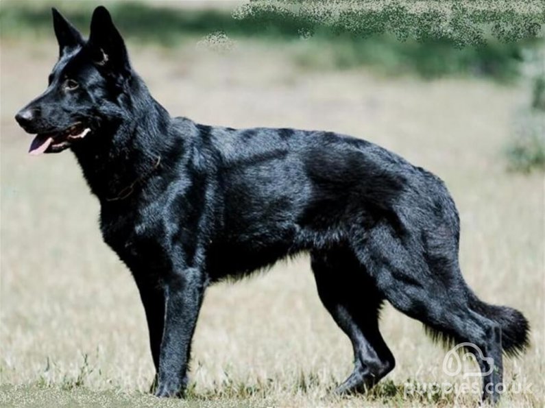 What Makes A Black German Shepherd Unique?