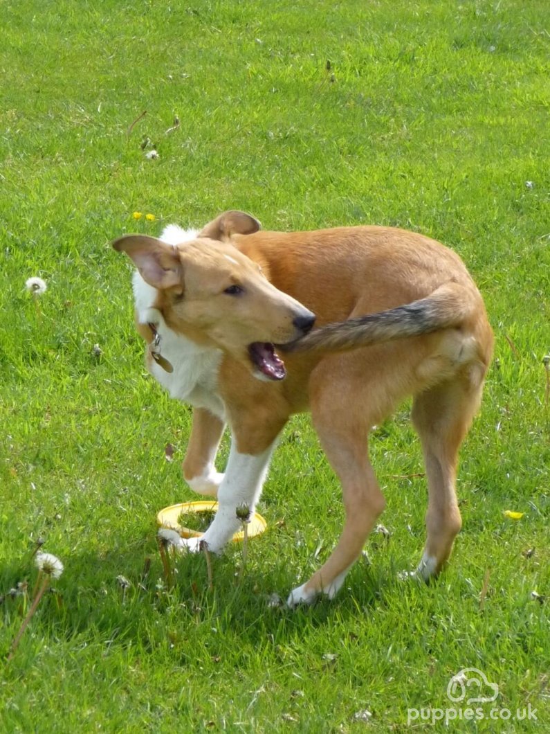 Why Do Dogs Chase Their Tails? 5 Common Reasons