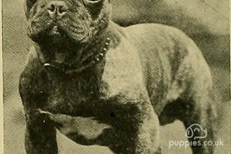 Dogs Before Selective Breeding: Here’s What They Looked Like