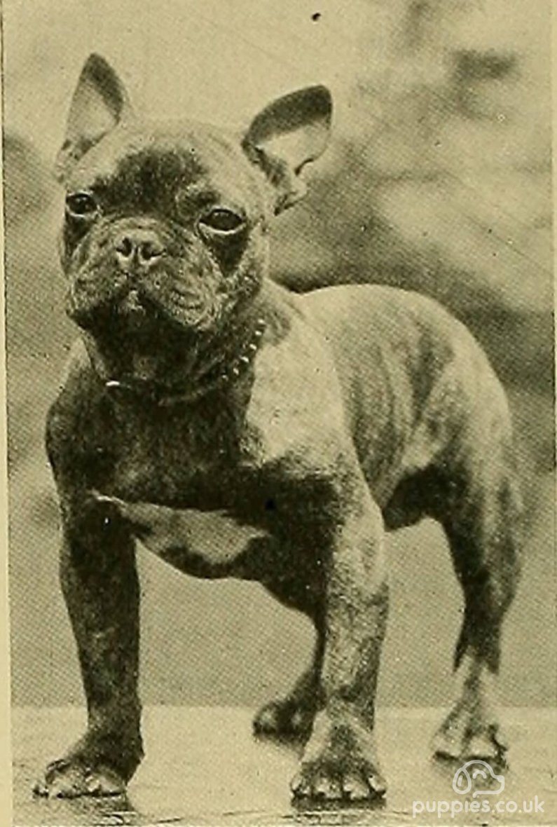 Dogs Before Selective Breeding: Here’s What They Looked Like