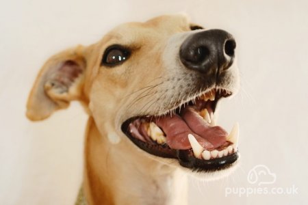 How Many Teeth Do Dogs Have? - Dog Dental Guide