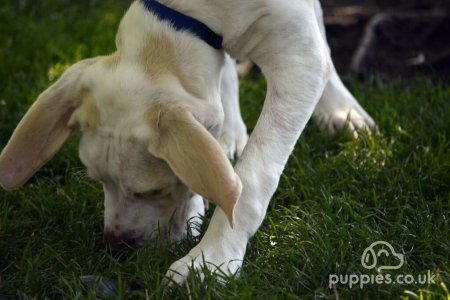 Why Do Dogs Eat Poop & Ways To Stop Them