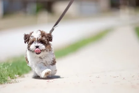 The Hidden Costs of Dog Breeding
