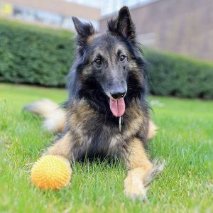 Belgian Shepherd Dog (Tervuren) Breed Information | Owner’s Guide