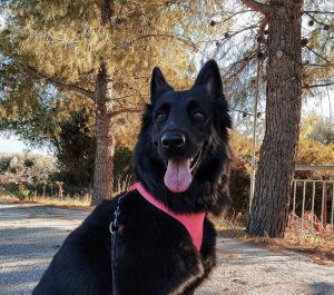 Belgian Shepherd Dog (Groenendael) Breed Information | Owner’s Guide