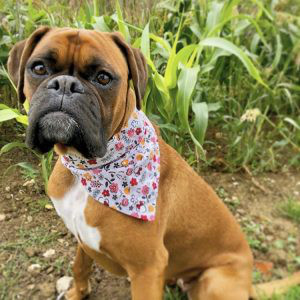 Boxer dog puppies for sale