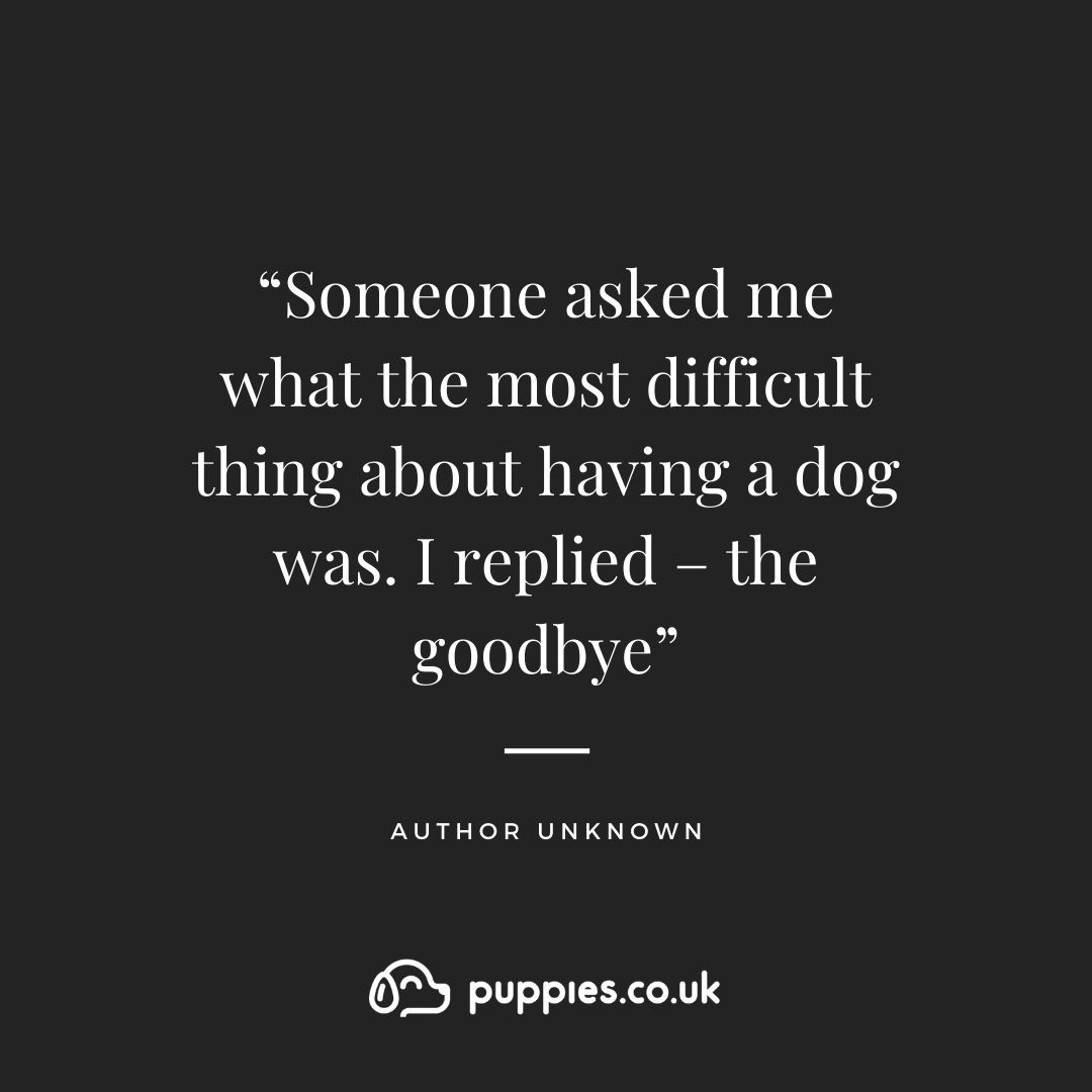 Sad Dog Quote About Loss 7