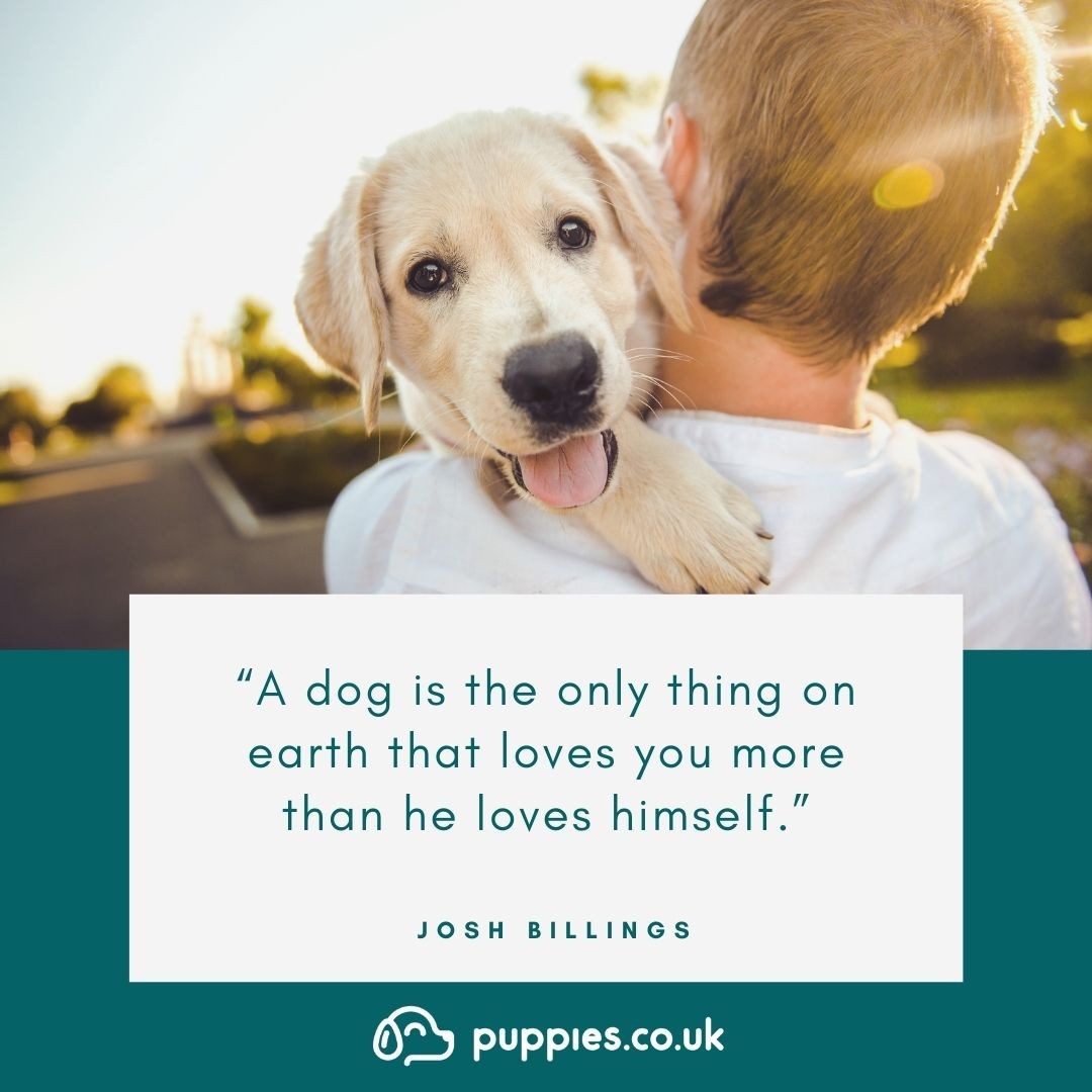 Dog Quote About Loyalty 2