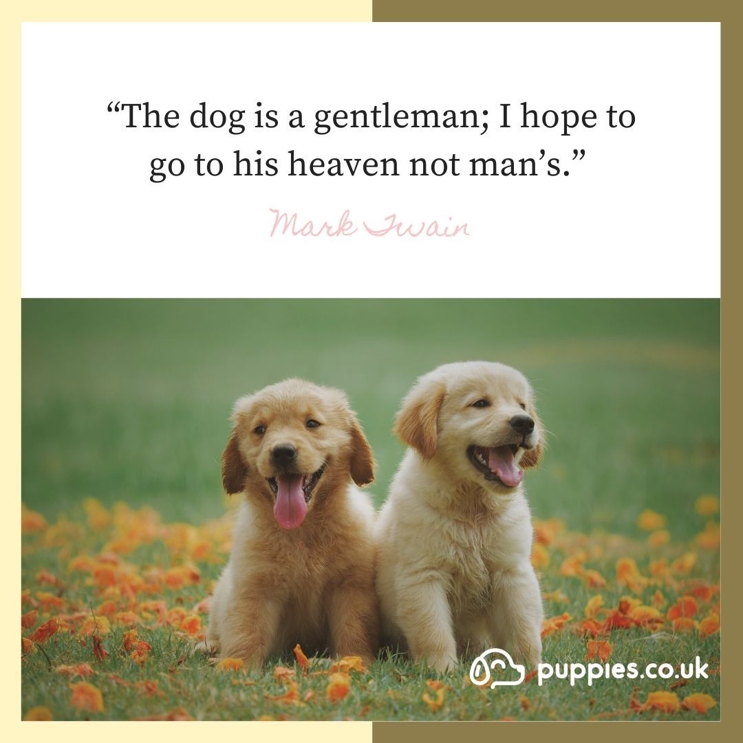 Inspirational Dog Quote 5