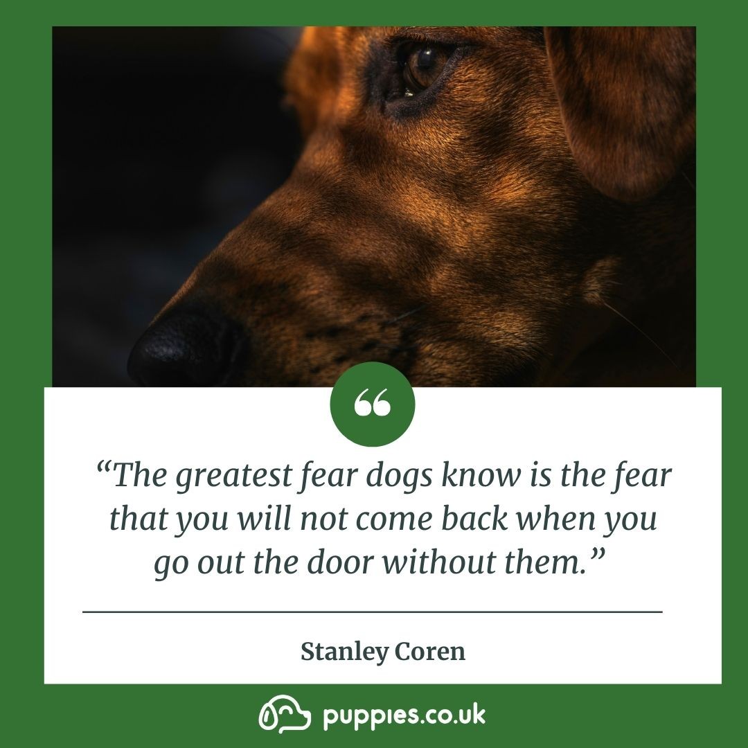 Dog Quote About Loyalty 6