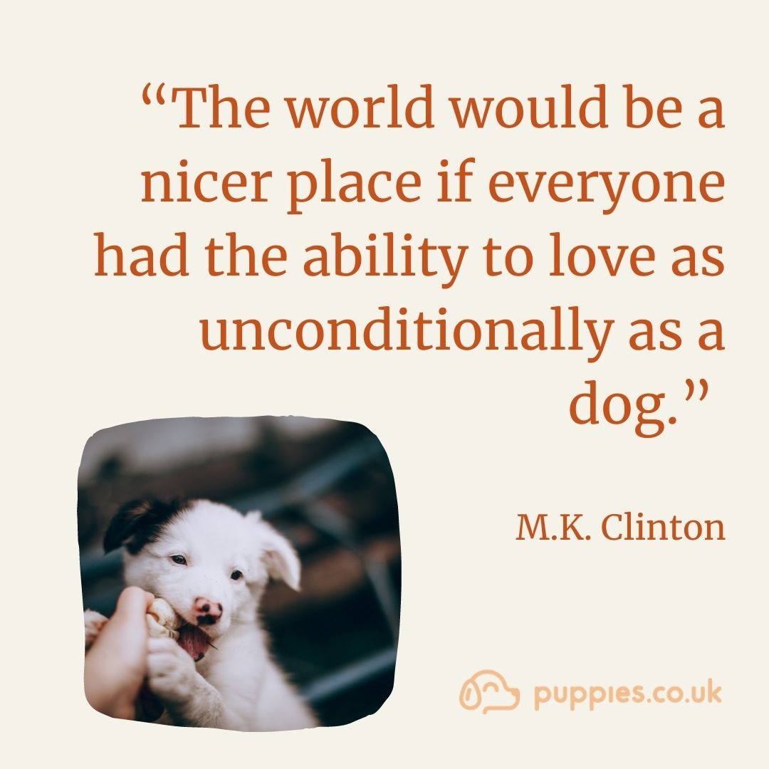 Dog Quote About Loyalty 4