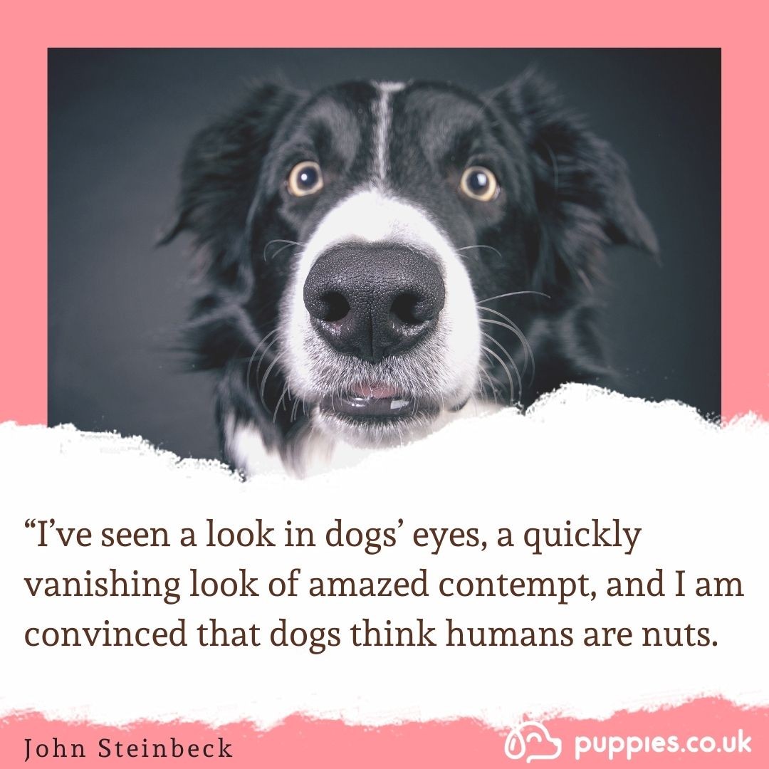 Funny Dog Quote 6