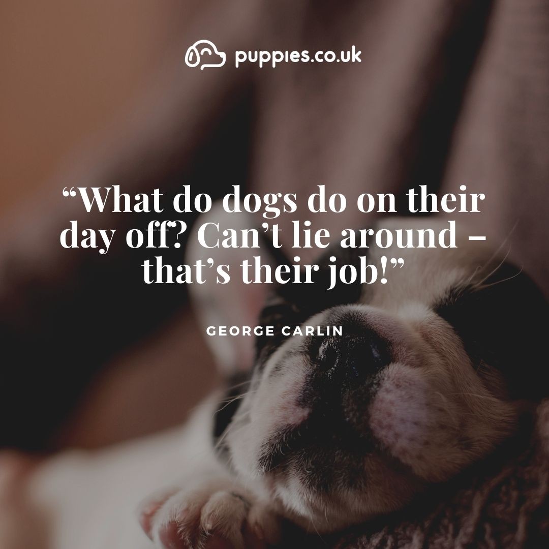 25 Great Dog Quotes (with Instagram Post Images)