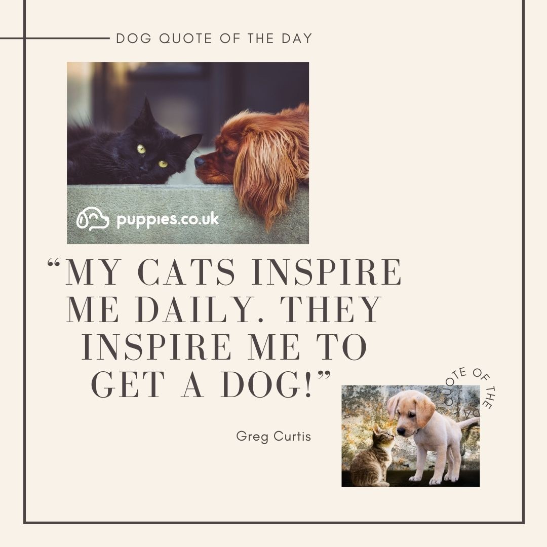 Funny Dog Quote 2