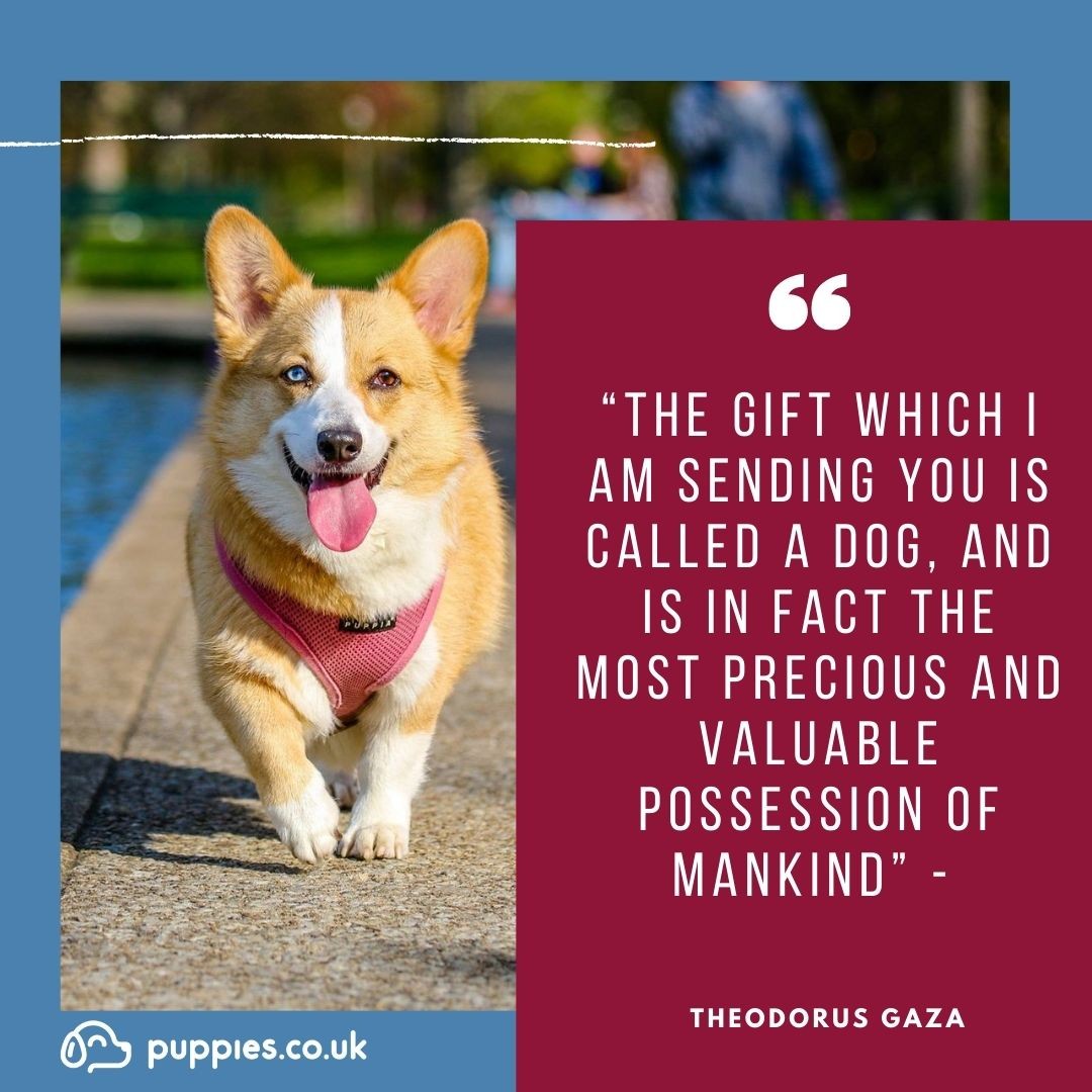 Inspirational Dog Quote 6