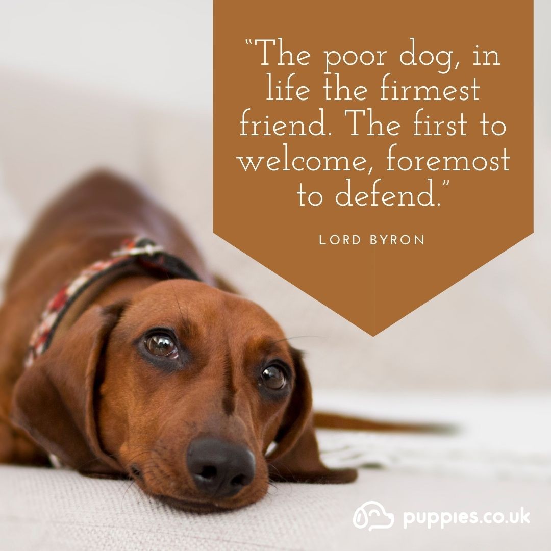 25 Great Dog Quotes (with Instagram Post Images)