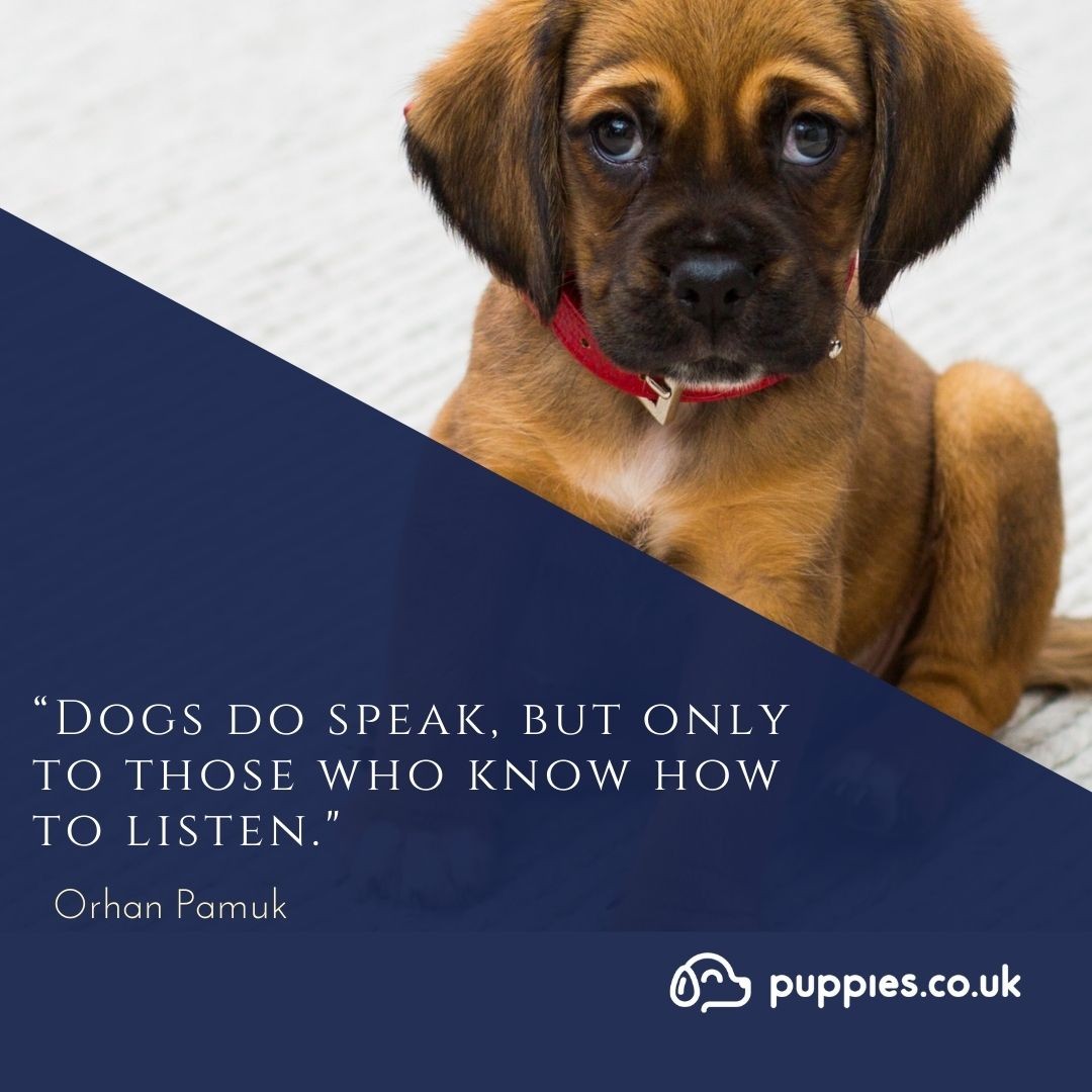 Inspirational Dog Quote 2