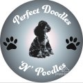 Perfect Doodles N Poodles. 5* licensed home breeder