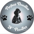 Perfect Doodles N Poodles. 5* licensed home breeder