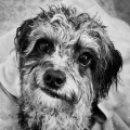 Pawtastic Petz