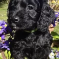 Seller Maria Licenced Domestic Breeder