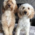 Seller South Coast Poos