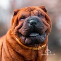 Youxia Shar Pei