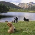 MANLIDEA Show Cocker Spaniels