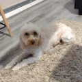 Seller Arthur