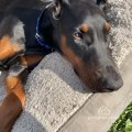 Platinum kennels