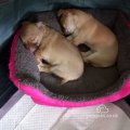 Chihuahua puppies