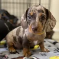 Seller Plawfield Miniature Dachshunds