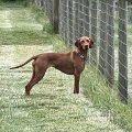Billingbriar Gundogs