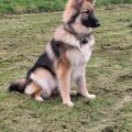 GSD owner