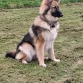 GSD owner